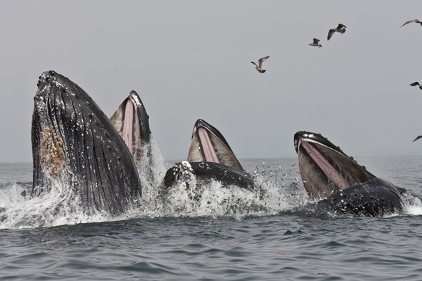 Three humpback whales surge upward, gulping the silvery anchovies that have been in abundance in Monterey Bay this spring. Three humpback whales surge upward, gulping the silvery anchovies that have been in abundance in Monterey Bay.