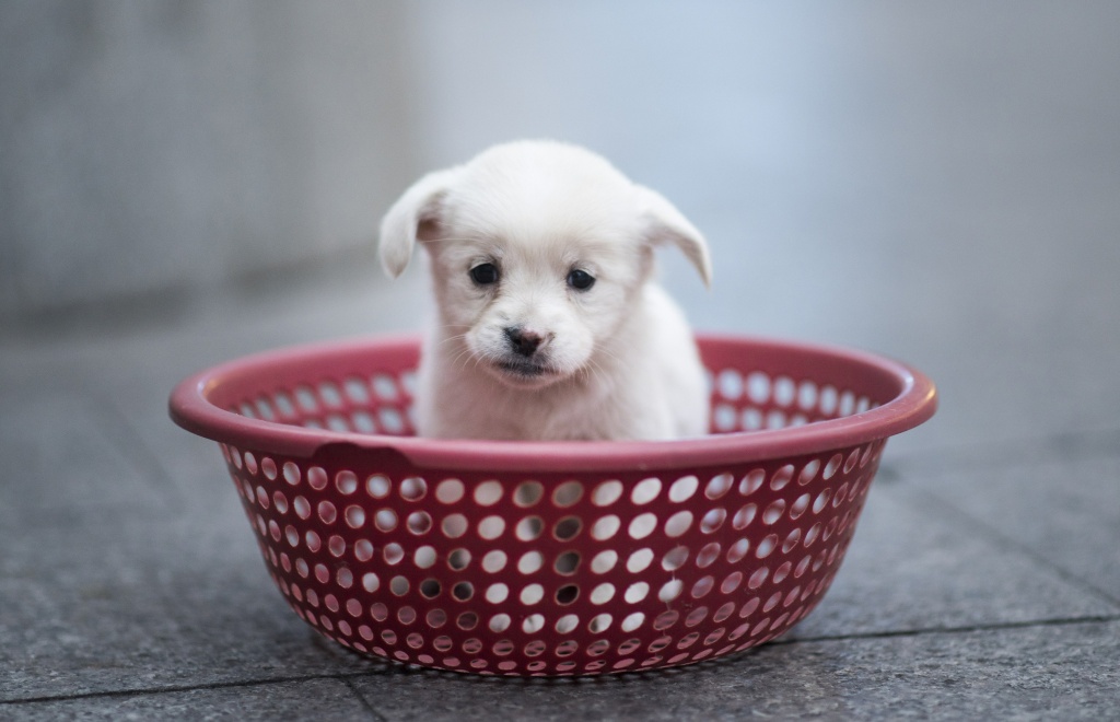 CHINA-ANIMAL-PETS A puppy sits in a plastic strainer, waiting to be sold by its owner, in front of a subway station in downtown Shanghai on October 28, 2015.