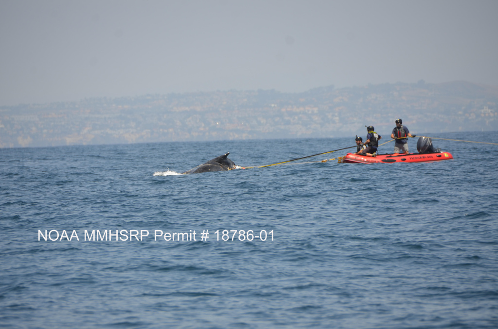 Justin Viezbicke with NOAA uses a technique called "the flying knife" to cut through the fishing line entangling this whale on July 30.