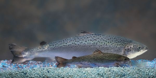 This undated 2010 handout photo provided by AquaBounty Technologies shows two same-age salmon, a genetically modified salmon, rear, and a non-genetically modified salmon, foreground.
