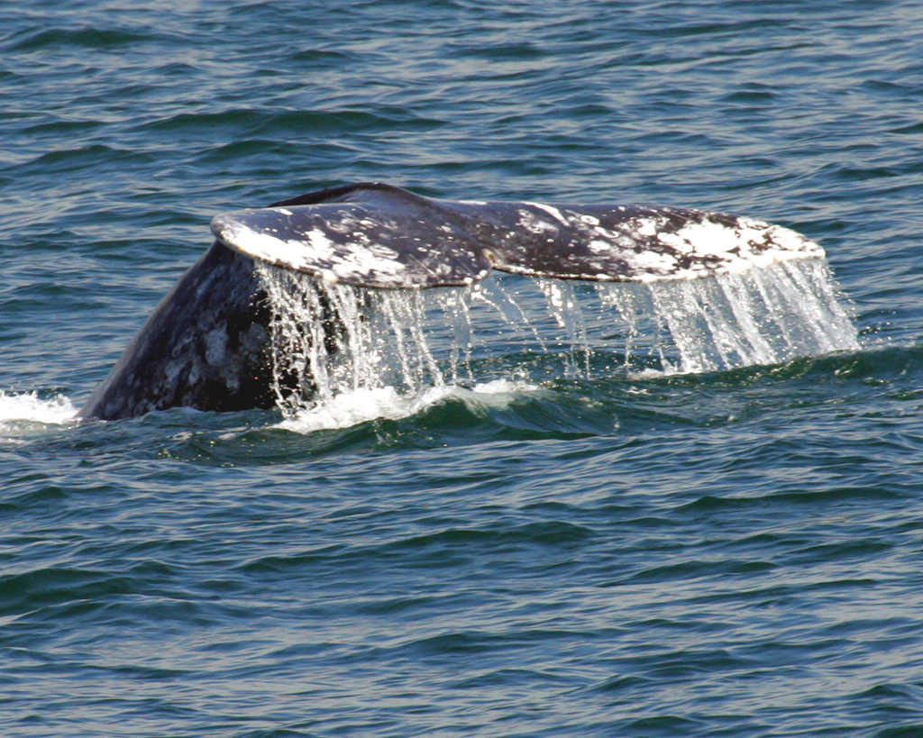 FESTIVAL OF WHALES The fin of a California Gray Whale is spotted off the coast of Dana Point.
