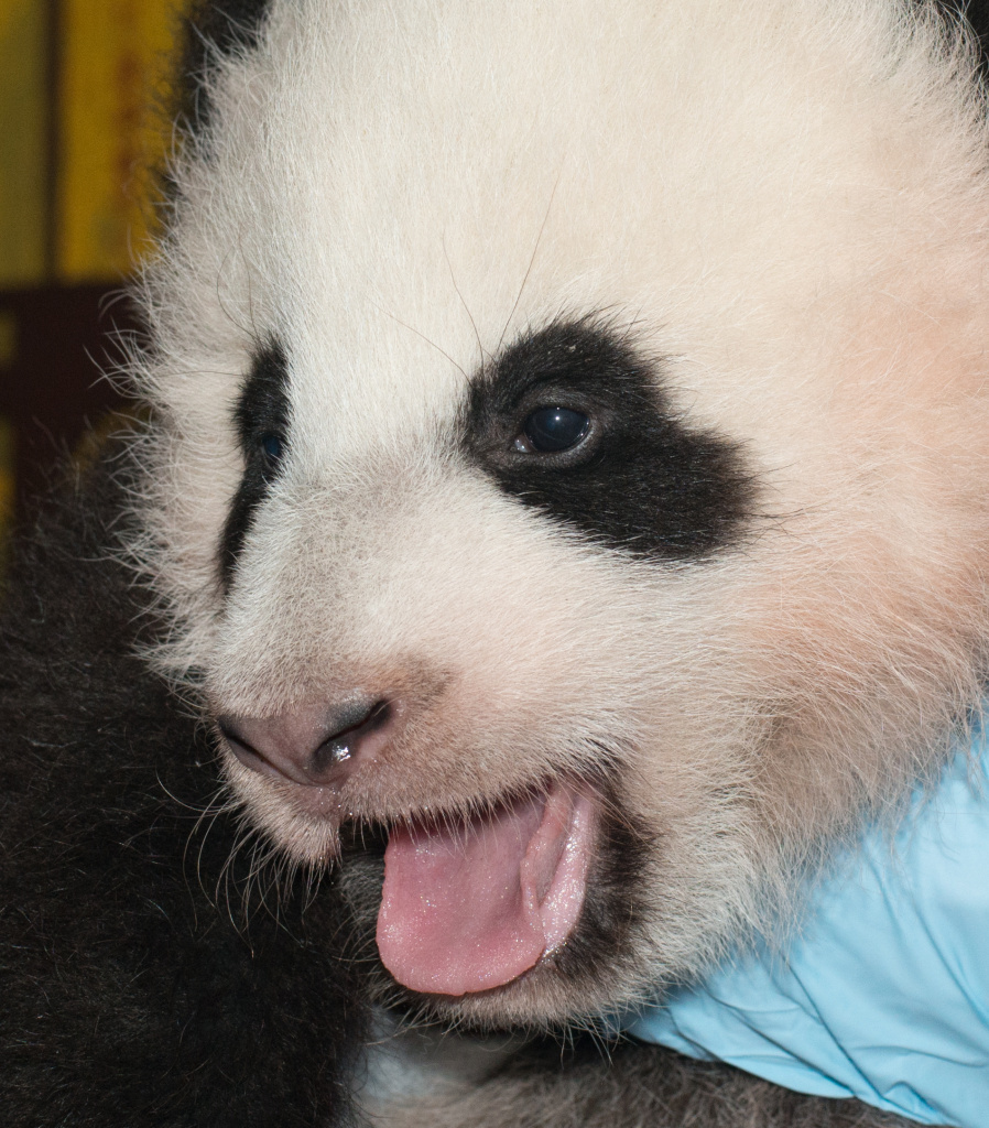 Bao Bao, the Smithsonian's giant panda cub, on Nov. 29.