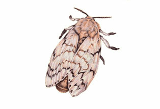 Adult gypsy moth.