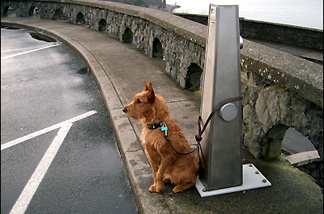 Mercer 7548 Off-Ramp commentator Danu's Bright-Eyed Cara Colleen (named for her mother and for Karl T. Rabe's champion Irish terrier), guarding the Columbia River Gorge.