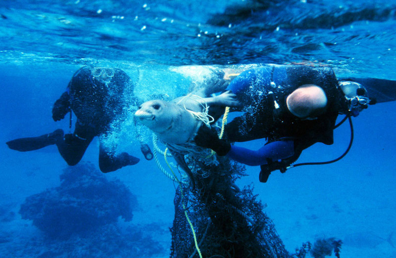 Divers release a seal from fishing gear. Getting entangled in active or abandoned fishing gear often leads to injury or death in marine mammals. Divers release a seal from fishing gear. Getting entangled in active or abandoned fishing gear often leads to injury or death in marine mammals.