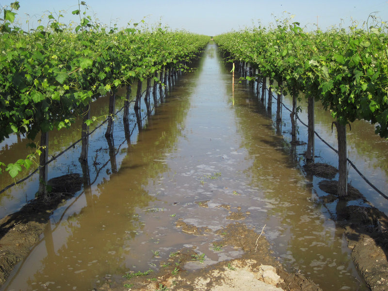 Don Cameron, general manager of Terranova Ranch, flooded his grapevines with floodwaters from a branch of King's River, southwest of Fresno, Calif. Don Cameron, general manager of Terranova Ranch, flooded his grapevines with floodwaters from a branch of King's River, southwest of Fresno, Calif.