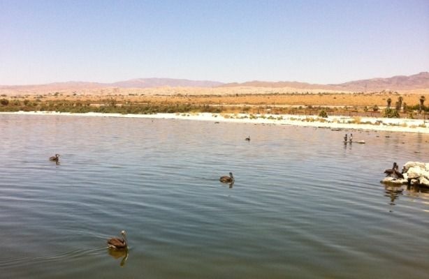 A still day at the Salton Sea. (Sanden Totten/KPCC)