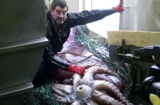 Mercer 14765 Giant squid; the one that didn't get away. Captain John Bennett examines the world's first intact adult male colossal squid on board his New Zealand fishing long-line boat 'San Aspiring' on February 22, 2007 in the Ross Sea near Antarctica.