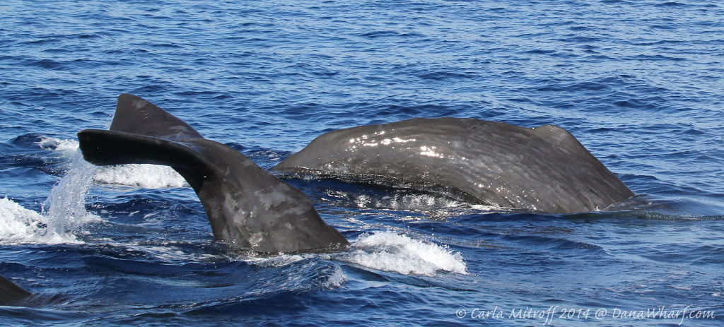 rare-marine-life-visited-southern-california-in-record-numbers-in-2014