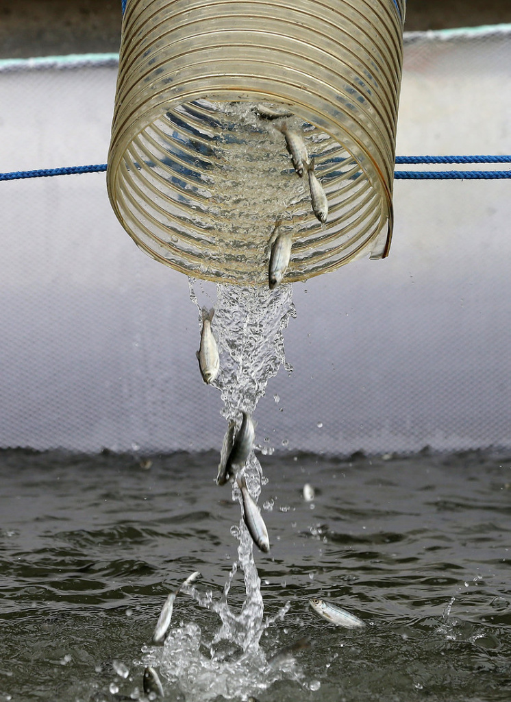 gettyimages-480522079_custom-bb125b7888cf706145f830d4601a5eff6387a844-s800-c85.jpg Fingerling Chinook salmon are dumped into a holding pen as they are transfered from a truck into the Sacramento River in Rio Vista, Calif., in March 2014.