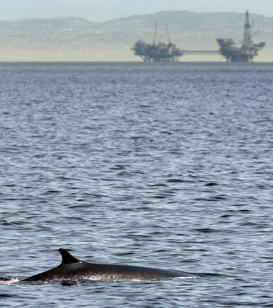 Environmental Groups Challenge Navy's Use Of Sonar In West Coast Training Exercises A fin whale surfaces near offshore oil rigs off the southern California coast in Jan. 2012 near Long Beach.