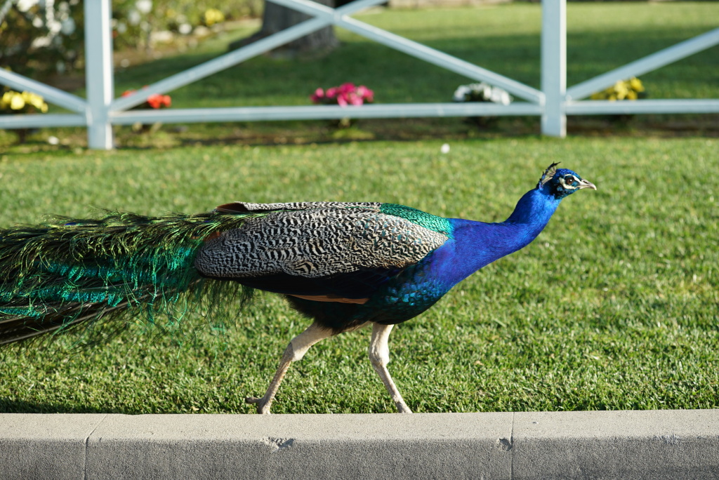 Arcadia Peacocks 4 An Arcadia peacock prepares to cross the road.