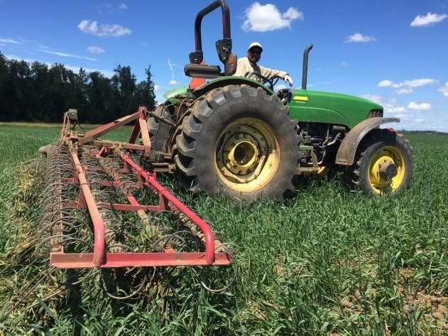 A farm worker runs a tine weeder on Jason Hunton's organic wheat crop. It's like a giant comb, scraping up weeds and bits of wheat along with it.