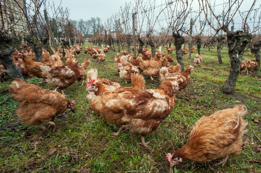 FRANCE-GASTRONOMY-AGRICULTURE-OFFBEAT Hens peck in Bourgueil vineyards in Ingrandes de Touraine, near the French central city of Tours, on January 21, 2014.