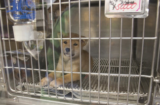 Mercer 9097 A small caged puppy waiting to be sold in a pet store
