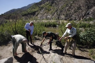 U.S. Department of Agriculture Forest Service officials remove a non native tobacco tree at the Angeles National Forest on April 15, 2011. Nearly two years after an arsonist ignited what became the largest fire in Los Angeles County history, officials have launched an effort to restore tens of thousands of acres in some of the most severely charred areas of the mountainous Angeles National Forest.