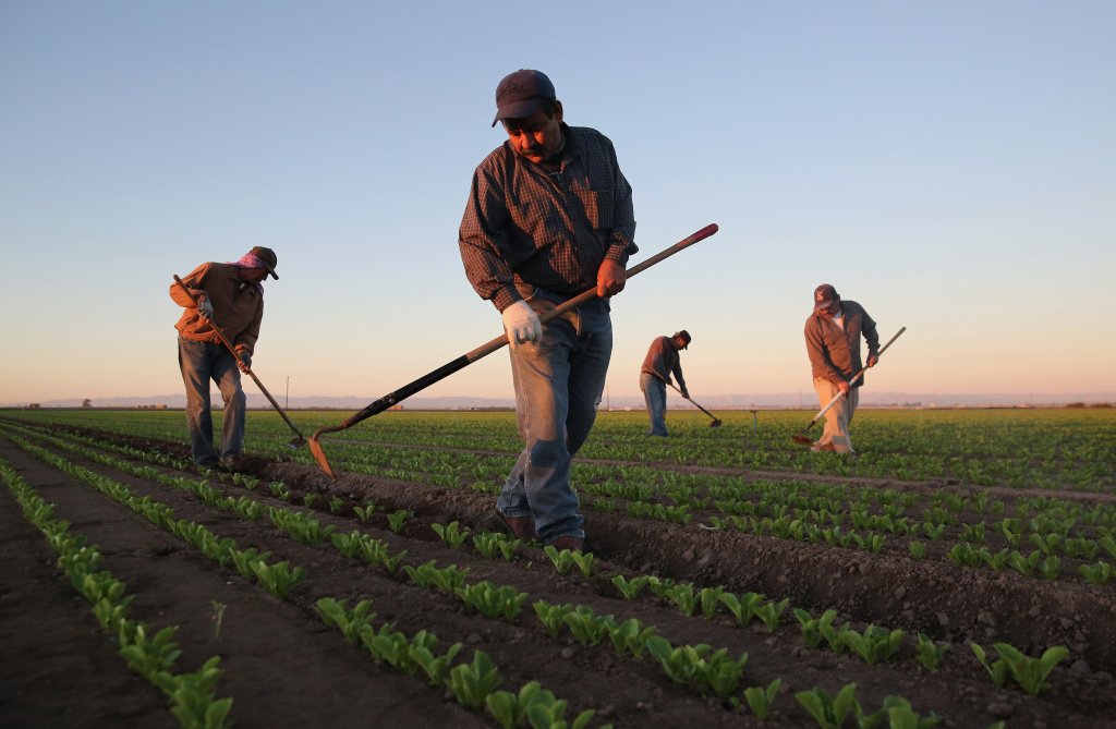 Migrant Workers Farm Crops In Southern CA Agricultural workers cultivate romaine lettuce on a farm on October 8, 2013 in Holtville, California.
