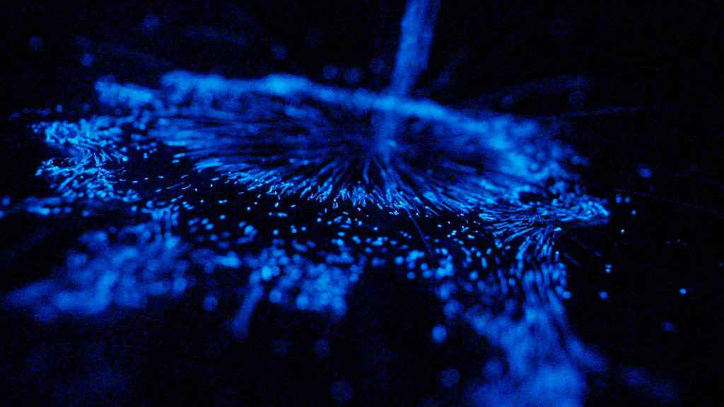 Bioluminescent algae Bioluminescent algae.