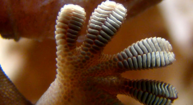 Gecko feet JPL researchers were inspired by gecko feet, such as the one shown here, in designing a gripping system for space. Just as a gecko's foot has tiny adhesive hairs, the JPL devices have small structures that work in similar ways. Image credit: Wikimedia Commons