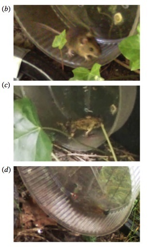 Forest critters take researchers' running wheel for a spin: a) mouse; b) frog; c) slug.