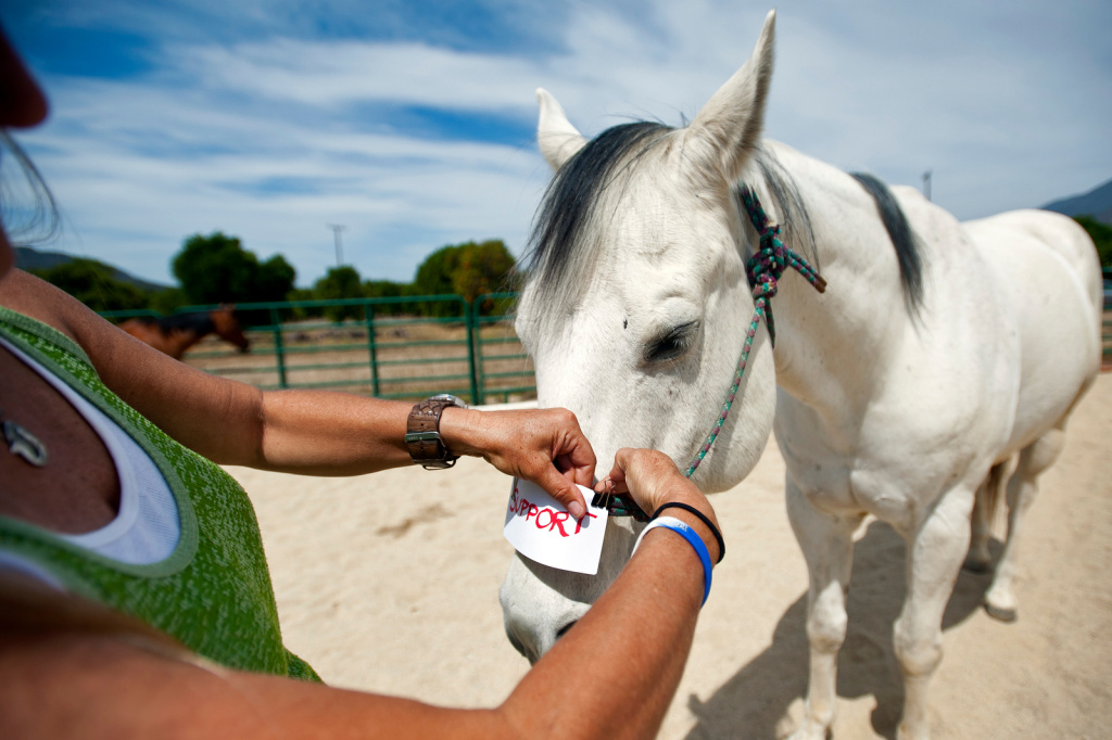 Fast And Furious 3 Full Movie >> Horses help veterans heal the invisible wounds of PTSD ... Fast And Furious 3 Full Movie >> Horses help veterans heal the invisible wounds of PTSD ...