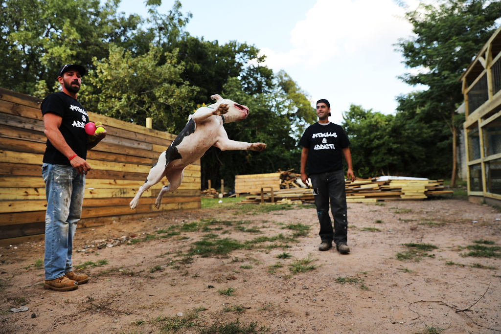 Dog Rescue Center Aims To Help Addicts, In Addition To Canines Recovering addict Michael Favor (left) plays with one of his rescued pitbulls at Pitbulls and Addicts, a Staten Island dog rescue which aims to help both recovering drug addicts and stray animals.