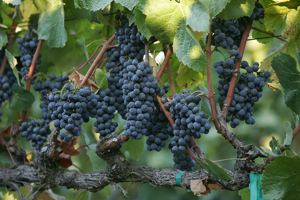 Pinot Noir grapes just before they are h Pinot Noir grapes just before they are harvested 09 October 2006 at the Byron Vineyard and Winery in Santa Maria, California. Cooler weather earlier this year delayed the ripening of grapes at many Central Coast vineyards.