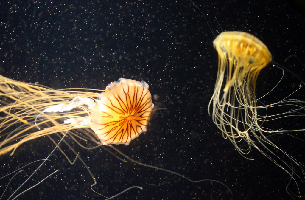 Pacific Sea Nettles swim in the Aquarium Pacific sea nettles swim in the Aquarium of the Pacific in Long Beach, California in November 2006.
