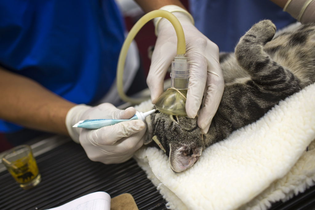 Take Two You could win 25 million by fixing stray dogs and cats