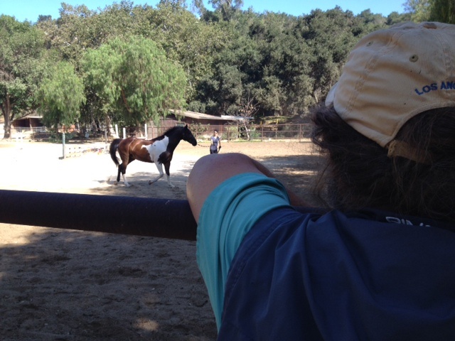 Dr. Charlie Lisky, DVM Veterinarian Charlie Lisky observes the movements of one of his equine patients.
