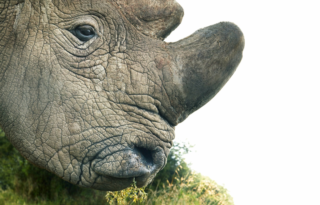endangered species Northern white rhinos have been hunted for their horns, which are believed — without evidence — to have medicinal properties. The population is down to two females and one male.