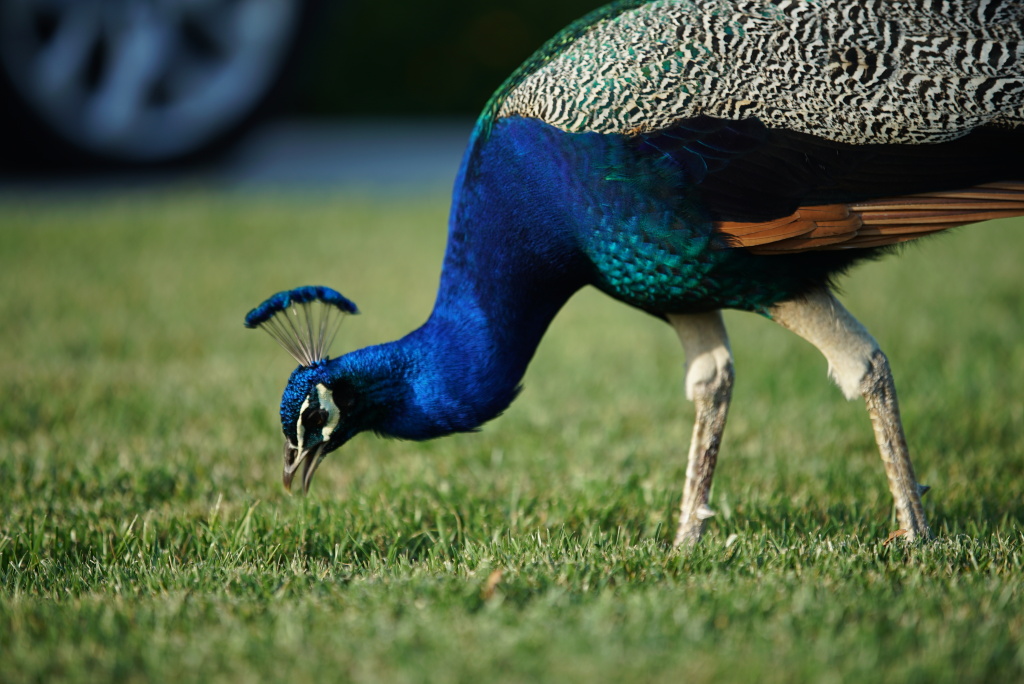 Arcadia Peacocks 3 An Arcadia peacock pecks a residential lawn.