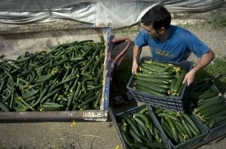 Mercer 18425 A farm worker throws away cucumbers into a container outside a greenhouse on June 1, 2011 in Algarrobo, near Malaga. A virulent form of the bacterium E. coli has killed 16 people in Germany and sickened 300. Germany acquitted Spain yesterday of being the source of infection. Spain's First Vice President and Minister of Interior, Alfredo Perez Rubalcaba, announced today that the government does not rule out taking 'action against Hamburg authorities who questioned the quality of Spanish products'