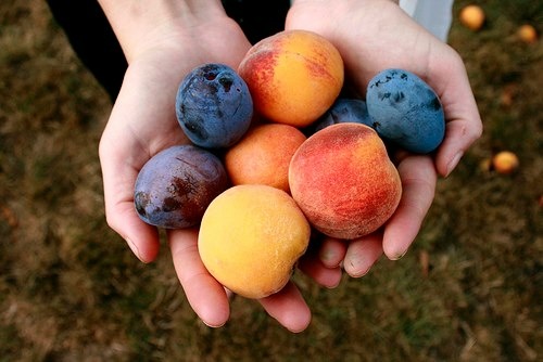 LA Kitchen Freshly picked fruit.