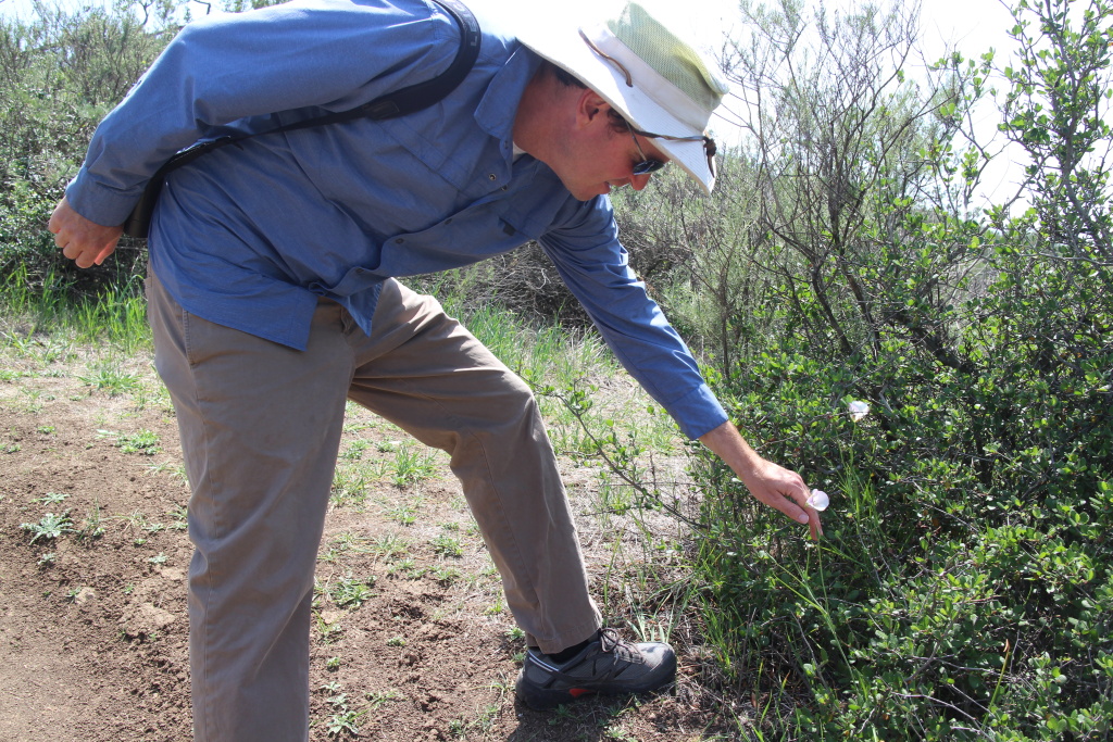 Griffith Park Drought day 4 Biologist Dan Cooper checks a wildflower that has bloomed two months later than normal because of late season rains.