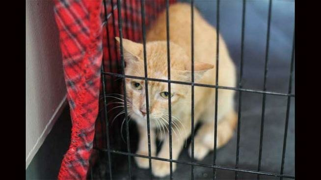 Pinay, a 4-year-old domestic short-hair, survived several weeks without food or water in a container ship that arrived in Los Angeles from the Philippines. She was found July 16, 2013.