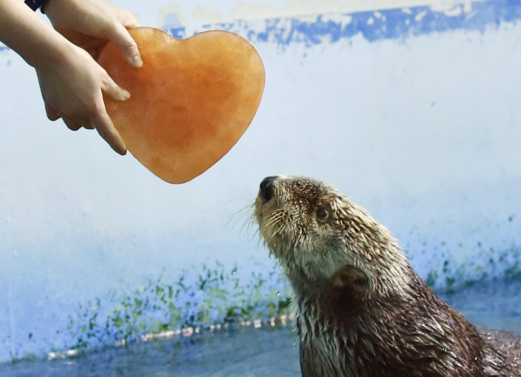 Video: Sea Otter Awareness Week: They are not sea lions | 89.3 KPCC