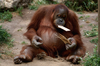 Pound for pound, orangutans use less energy than any mammal ever measured, except for tree sloths. Scientists believe their energy needs may be dialed way down because a staple of their diet in the wild, fruit, can be hard to find for many months of the year.