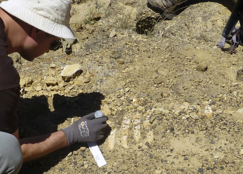 Ancient Sea Cow In this July 21, 2017 photo provided by the National Park Service shows Dr. Jonathan Hoffman, paleontologist with the Santa Barbara Museum of Natural History works on an ancient Sea Cow fossil on Santa Rosa Island. Scientists say they've unearthed fossil remains of a sea cow off Southern California's Channel Islands that lived off some 25 million years ago. The National Park Service says the fossil skull and rib cage were discovered this summer, about 50 miles northwest of Los Angeles.
