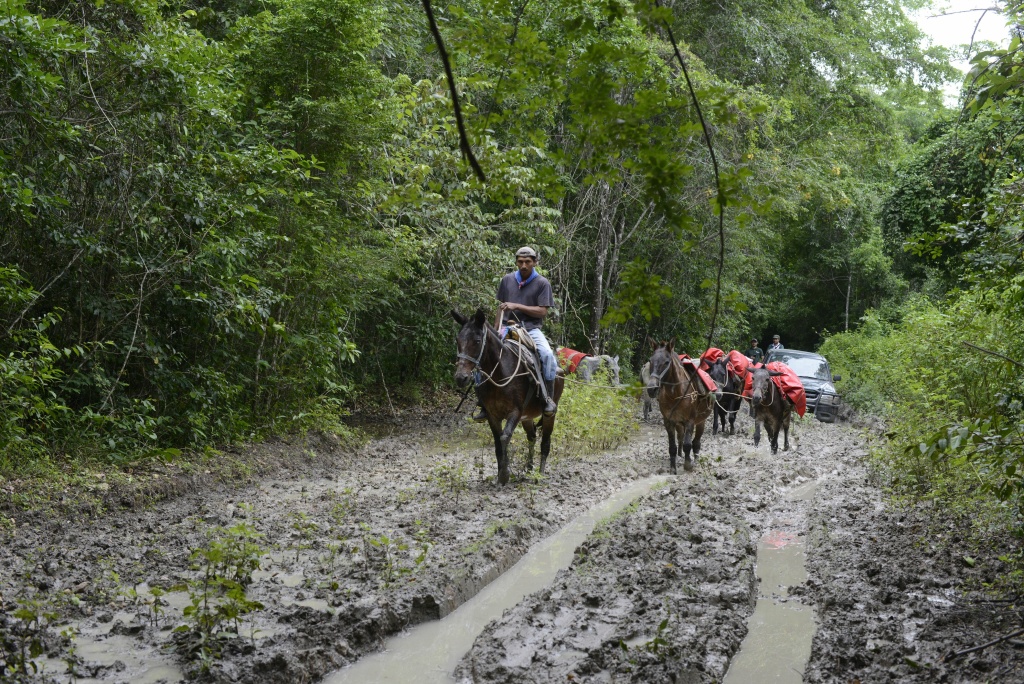GUATEMALA-ENVIRONMENT A man and his mules go along a muddy road in the Mayan Biosphere forest in the Carmelita municipality, Peten department, some 580 km north of Guatemala City, on the border with Mexico and Belize, on November 27, 2014