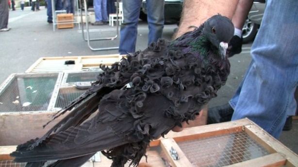 Mercer 12478 A fancy pigeon (known as a