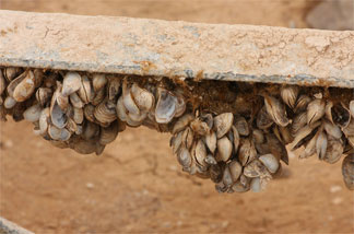 File photo: Quagga Mussels on a marina support structure/