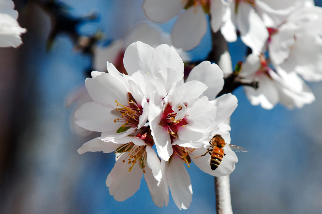 Almond Farm Bees - 2 The European Union Monday moved to ban three pesticides to protect dwindling bee populations. Photo: A honeybee pollinates a female almond flower with pollen from an adjacent male tree. It takes 92,000 bee colonies to pollinate Paramount Farms' 46,000 acres of almond trees.