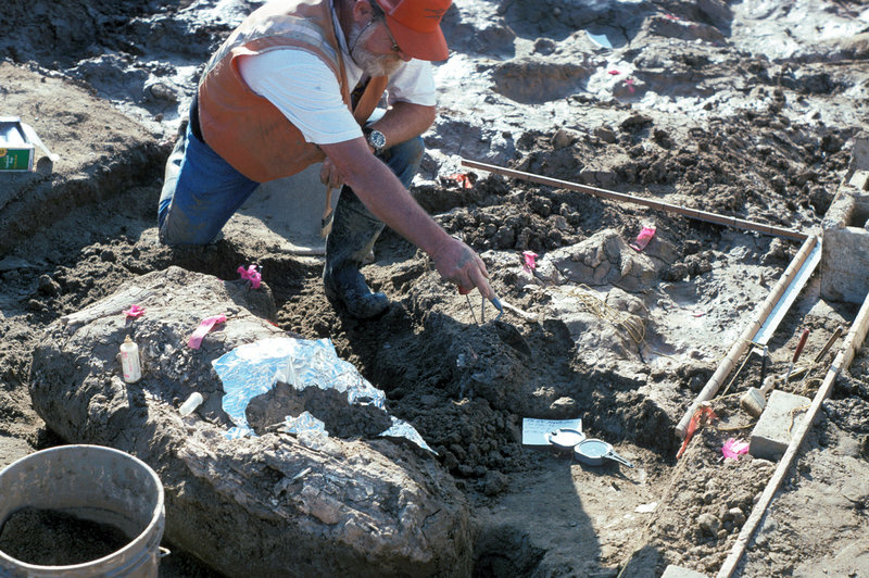 Don Swanson, a paleontologist with the San Diego Natural History Museum, points at a rock fragment near a large horizontal mastodon tusk fragment. Don Swanson, a paleontologist with the San Diego Natural History Museum, points at a rock fragment near a large horizontal mastodon tusk fragment.