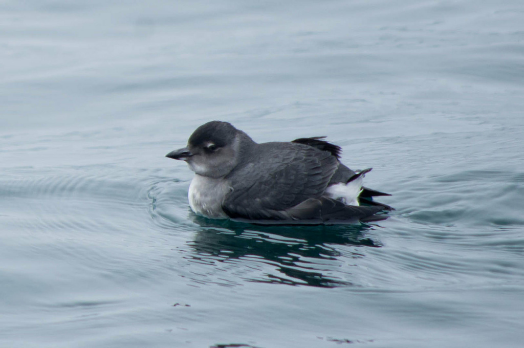 Cassin's auklet Cassin's auklet