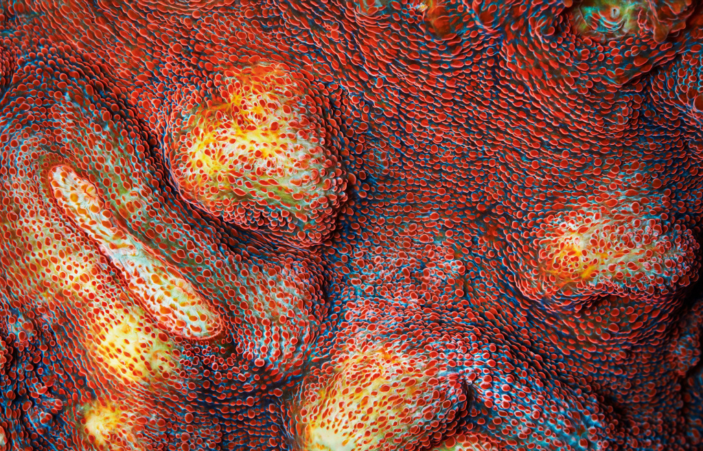 endangered species A close-up of coral.