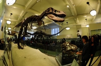 Mercer 18267 'The World's Largest Dinosaurs' exhibition, an exhibition exploring the biology of sauropods, a group of the largest dinosaurs that ever walked the Earth.