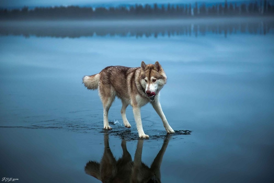 Russian photographer Fox Grom's Siberian Huskies walking on a frozen lake near Kirovsk.