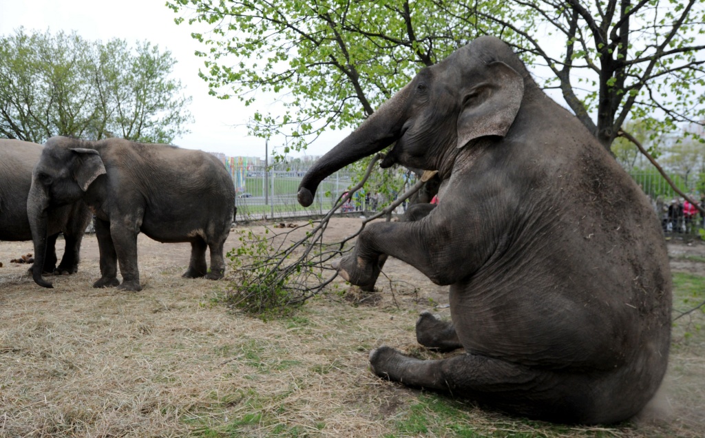 BELARUS-ANIMALS-ELEPHANTS-CIRCUS-FEATURE An elephant belonging to a traveling circus sits in its enclosure, in Minsk on April 27, 2014.