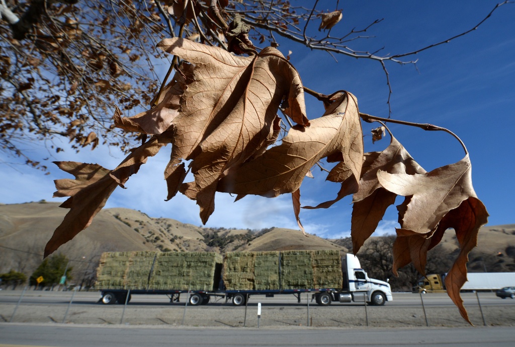 US-WEATHER-DROUGHT A truck transports a load of hay through the dry mountains of the Tejon Pass in Lebec, California, January 22, 2014. Amid California's driest year on record, Governor Jerry Brown has declared a drought emergency in the state. The lack of rain has put the state's ranchers under pressure, forcing them to buy the hay which they would normally grow themselves to feed their animals.